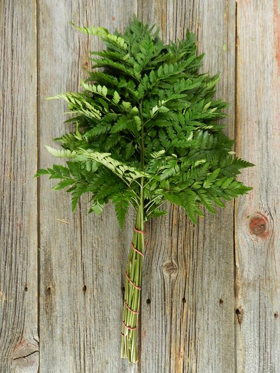 LEATHER LEAF 25 BUNCH